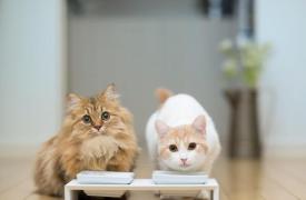 最佳宠物住房和用品黑色星期五交易 Save Bubble分享的早期猫树 狗床和水族馆节省清单