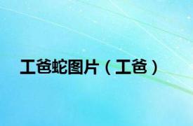 工爸蛇图片（工爸）