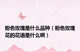 粉色玫瑰是什么品种（粉色玫瑰花的花语是什么啊）