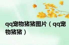 qq宠物猪猪图片（qq宠物猪猪）