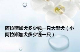 阿拉斯加犬多少钱一只大型犬（小阿拉斯加犬多少钱一只）