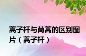 蒿子杆与茼蒿的区别图片（蒿子杆）