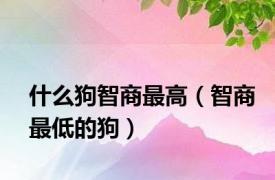什么狗智商最高（智商最低的狗）