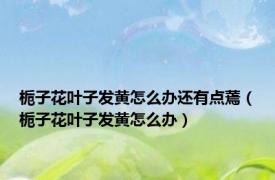 栀子花叶子发黄怎么办还有点蔫（栀子花叶子发黄怎么办）