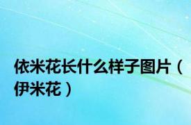 依米花长什么样子图片（伊米花）