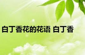 白丁香花的花语 白丁香 