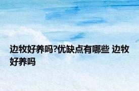 边牧好养吗?优缺点有哪些 边牧好养吗 