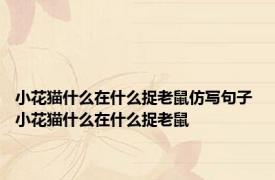 小花猫什么在什么捉老鼠仿写句子 小花猫什么在什么捉老鼠 