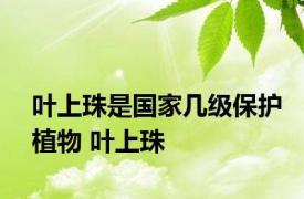 叶上珠是国家几级保护植物 叶上珠 