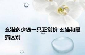 玄猫多少钱一只正常价 玄猫和黑猫区别 