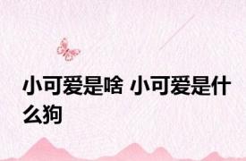 小可爱是啥 小可爱是什么狗 
