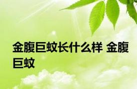 金腹巨蚊长什么样 金腹巨蚊 