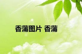 香蒲图片 香蒲 
