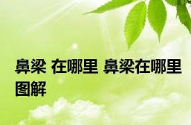 鼻梁 在哪里 鼻梁在哪里图解 