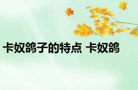 卡奴鸽子的特点 卡奴鸽 