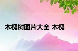 木槐树图片大全 木槐 