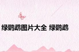 绿鹦鹉图片大全 绿鹦鹉 