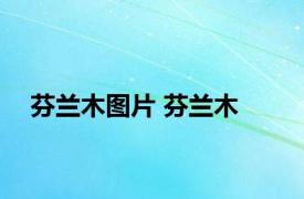芬兰木图片 芬兰木 
