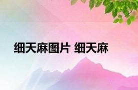 细天麻图片 细天麻 