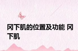 冈下肌的位置及功能 冈下肌 