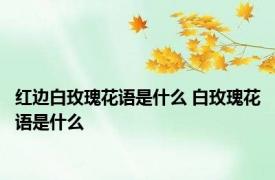红边白玫瑰花语是什么 白玫瑰花语是什么 