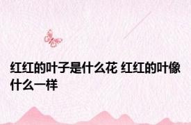 红红的叶子是什么花 红红的叶像什么一样 