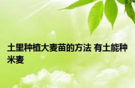 土里种植大麦苗的方法 有土能种米麦 