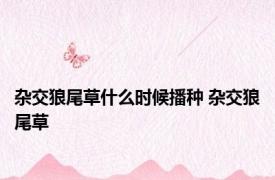 杂交狼尾草什么时候播种 杂交狼尾草 