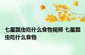 七星瓢虫吃什么食物视频 七星瓢虫吃什么食物
