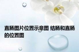 直肠图片位置示意图 结肠和直肠的位置图 