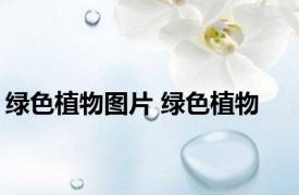 绿色植物图片 绿色植物 