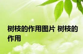 树枝的作用图片 树枝的作用