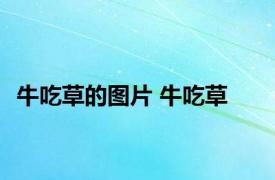 牛吃草的图片 牛吃草 