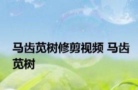 马齿苋树修剪视频 马齿苋树 