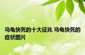 乌龟快死的十大征兆 乌龟快死的症状图片 