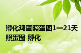 孵化鸡蛋照蛋图1一21天照蛋图 孵化 