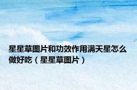 星星草图片和功效作用满天星怎么做好吃（星星草图片）