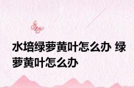 水培绿萝黄叶怎么办 绿萝黄叶怎么办