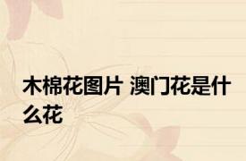 木棉花图片 澳门花是什么花 
