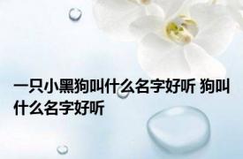 一只小黑狗叫什么名字好听 狗叫什么名字好听 