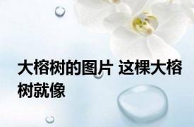 大榕树的图片 这棵大榕树就像 