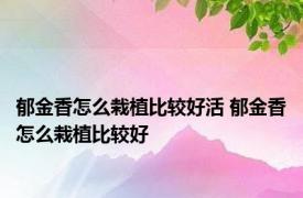 郁金香怎么栽植比较好活 郁金香怎么栽植比较好