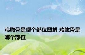 鸡脆骨是哪个部位图解 鸡脆骨是哪个部位