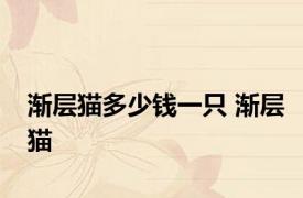 渐层猫多少钱一只 渐层猫 