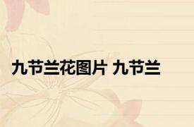 九节兰花图片 九节兰 