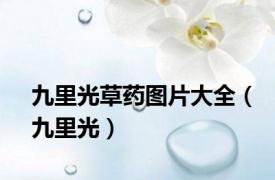 九里光草药图片大全（九里光）
