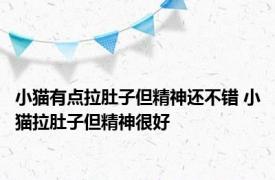 小猫有点拉肚子但精神还不错 小猫拉肚子但精神很好 