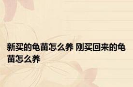 新买的龟苗怎么养 刚买回来的龟苗怎么养