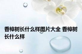 香樟树长什么样图片大全 香樟树长什么样