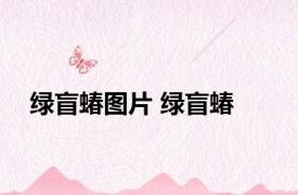 绿盲蝽图片 绿盲蝽 